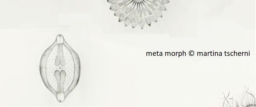 meta morph